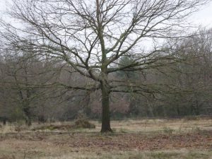 Baum Wahner Heide