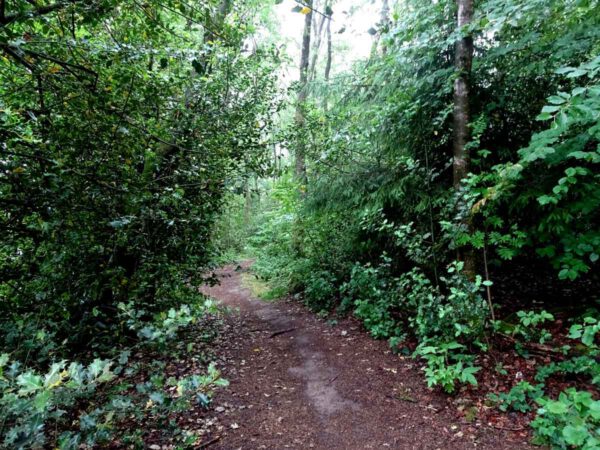 Der Waldmythenweg 4