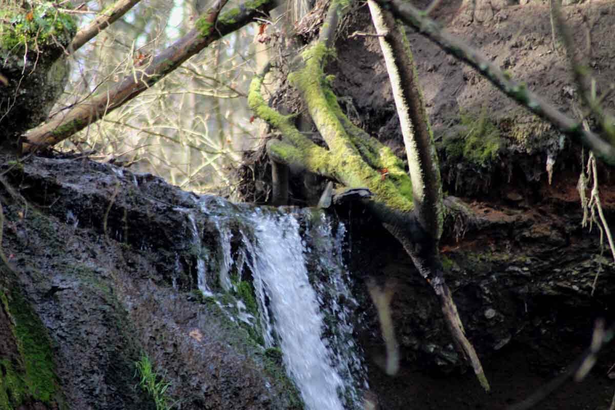 Rundwanderung: Von Burgbrohl zur Wolfsschlucht 1
