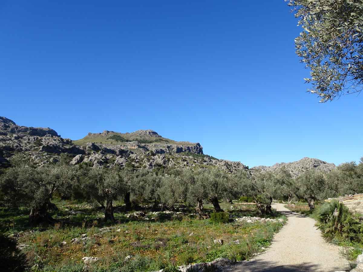 Wandern auf Mallorca:  Die Schlucht Torrent de Mortitx 2