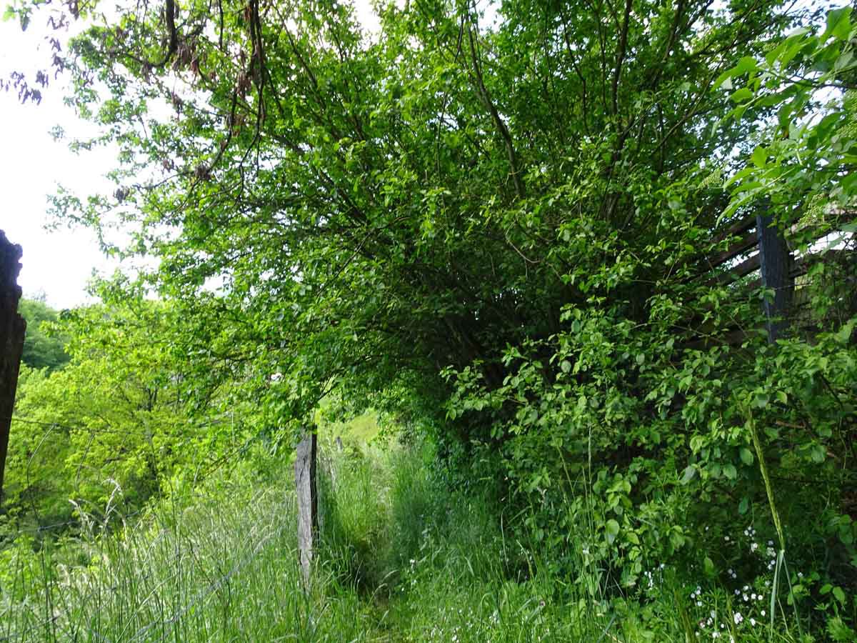 Rundwanderweg Wiedtal